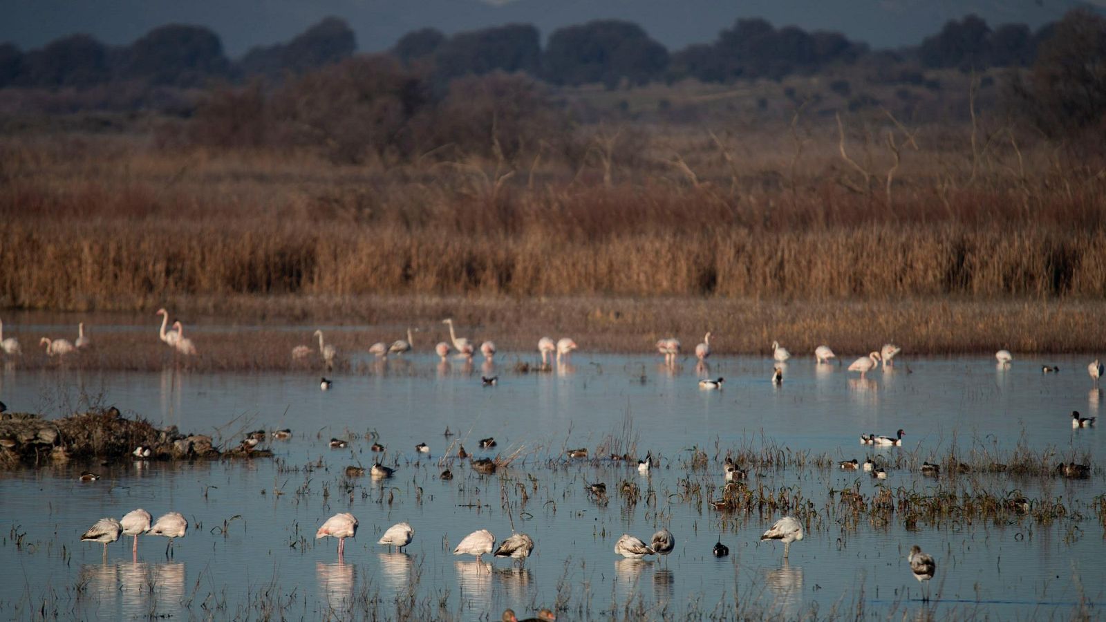 La sequía de los humedales amenaza a los animales | Ver