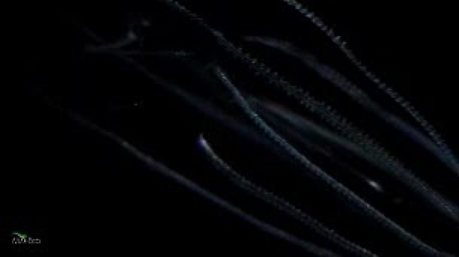 El Censo de Vida Marina ha inventariado 17.650 nuevas y variadas especies abisales: pulpos, pequeños camarones, gusanos... La mayoría viven a base de una dieta bacteriana que surge de la descomposición del petróleo o los huesos hundidos de las ballen