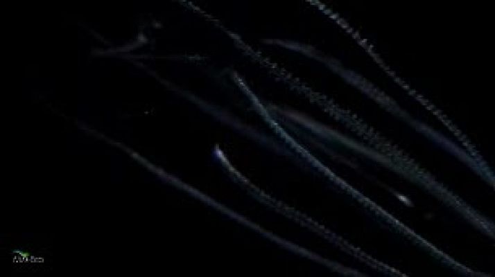 Ciencia y tecnología en Rtve.es - Pulpos, crustáceos y gusanos abisal