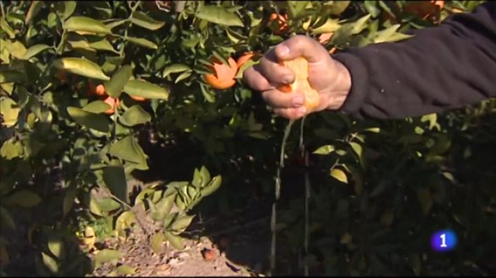 L'informatiu - Comunitat Valenciana - L'Informatiu Comunitat Valenciana 2 - 03/02/22