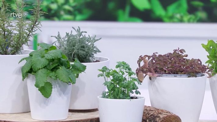 Aquí la Tierra - Hierbas aromáticas con sabor a piña o ajo