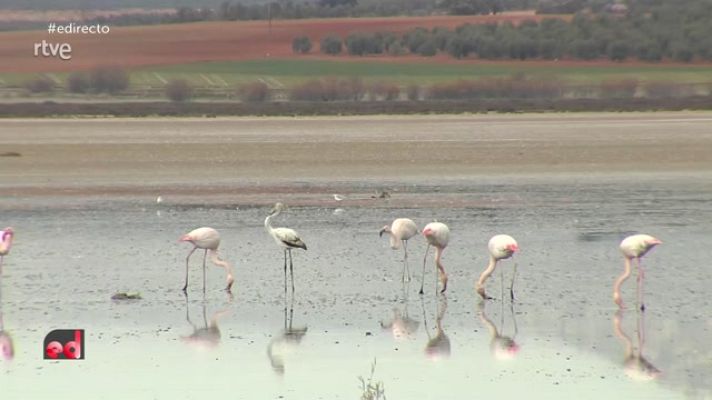 España Directo - Flamencos despistados por las altas temperaturas