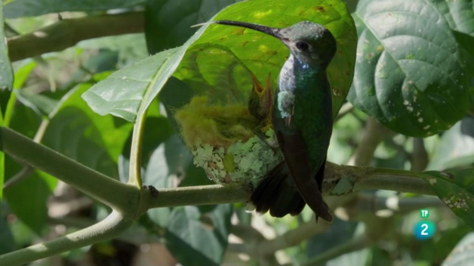 Grans Documentals - A la Colòmbia salvatge. L'odissea del colibrí - Veure ara