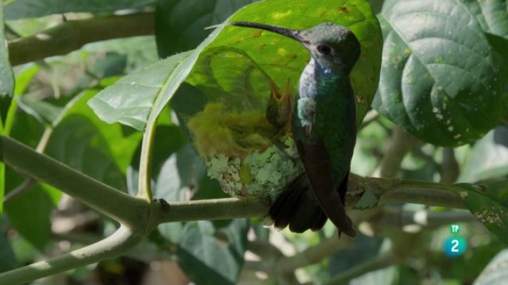 Som Documentals - A la Colòmbia salvatge. L'odissea del colibrí