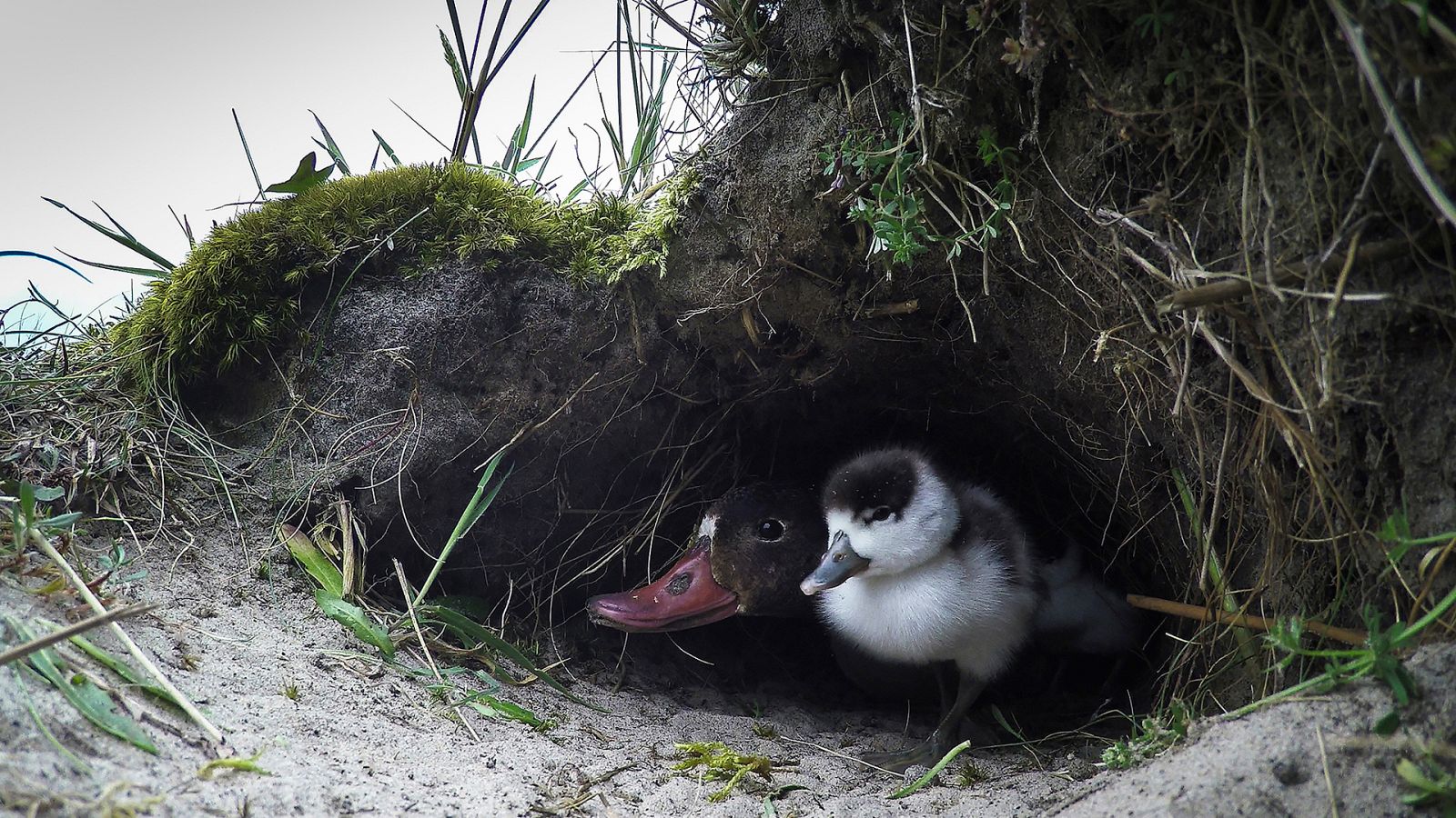 El Mar de Frisia - Episodio 3: El tránsito a la edad adulta - ver ahora