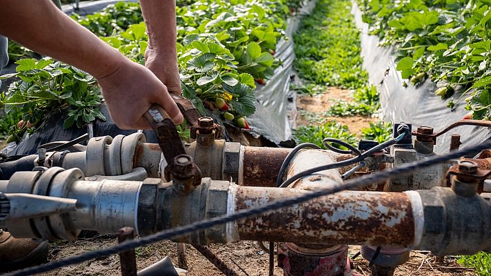La tarde en 24h - El Plan de la Fresa: polémica por la nueva regulación de los regadíos en Doñana