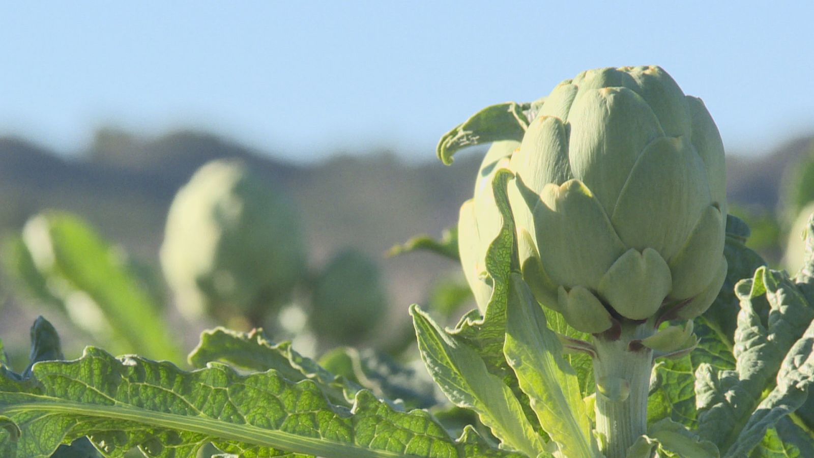 Agrosfera - 05/02/22 - ver ahora