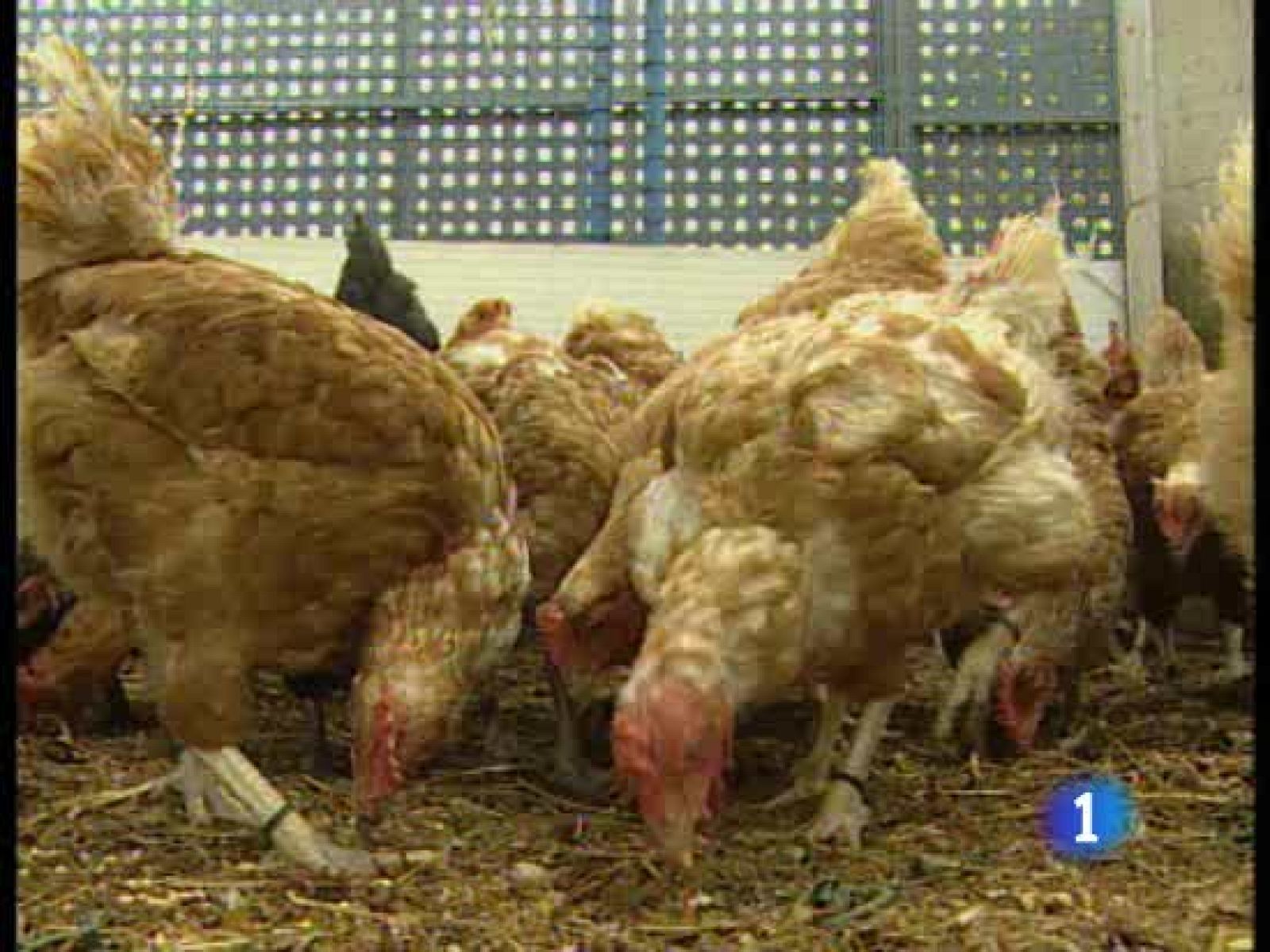 Un emprendedor navarro alquila gallinas como animales de compañía | Ver