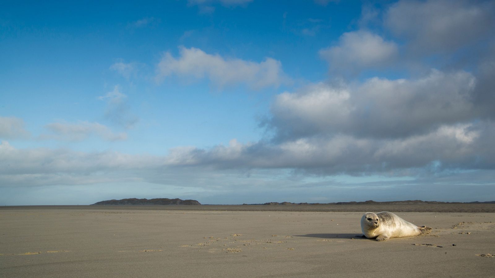 El Mar de Frisia - Episodio 4: El gran desafío - ver ahora