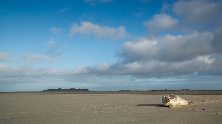 El mar de Frisia - El gran desafío