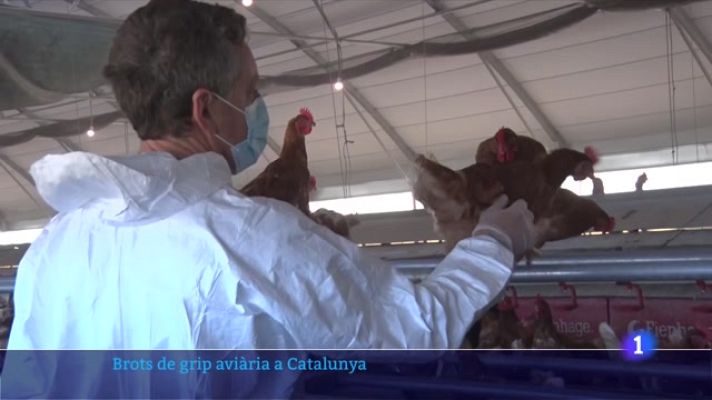 L'Informatiu - Brot de grip aviària als Aiguamolls de l'Empordà