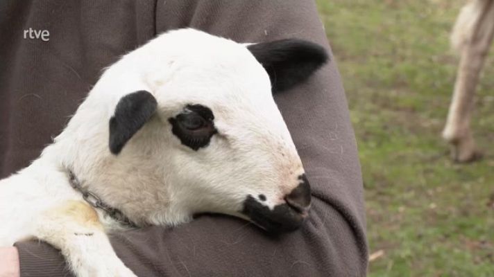 Aquí la Tierra - Oveja ojalada, una raza en peligro