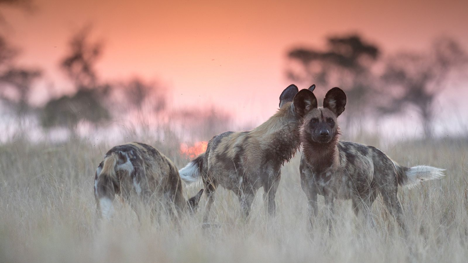 Somos documentales - Okavango, una explosión de vida - ver ahora