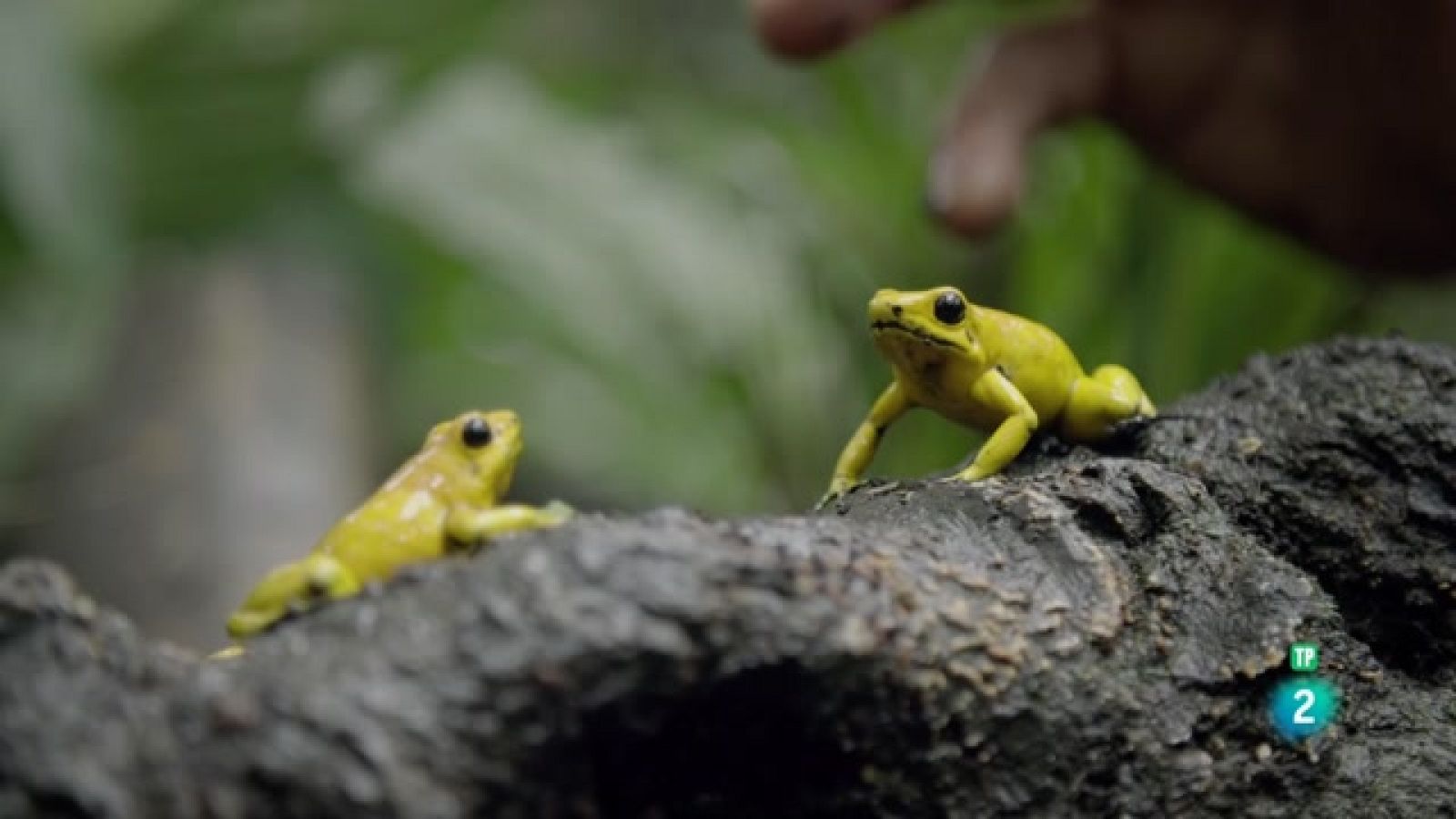 Grans Documentals - A la Colòmbia salvatge. Romeo i Julieta- Veure ara