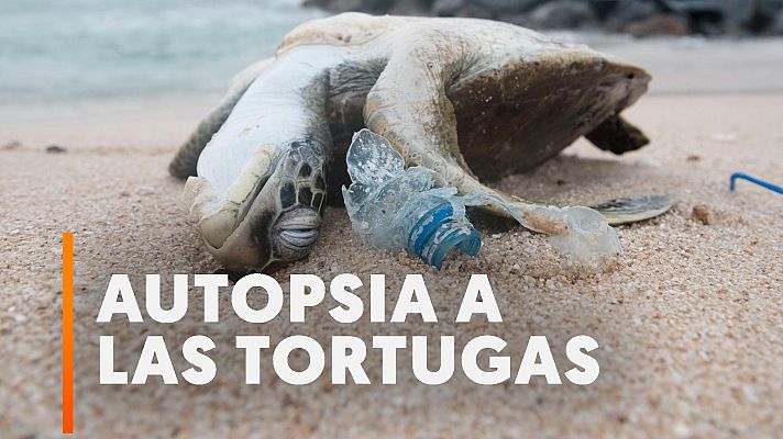 Modo Digital - Así matan a las tortugas en el Golfo Pérsico