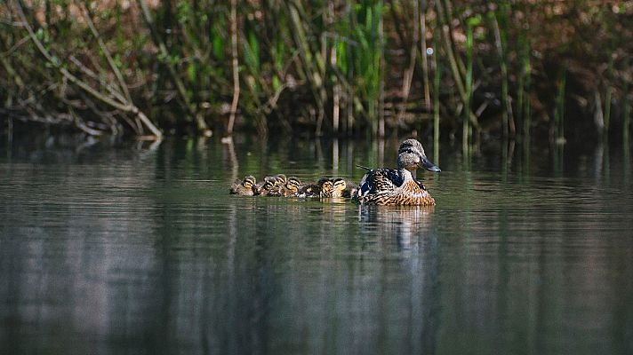 Dinamarca salvaje y maravillosa - El lago y el río