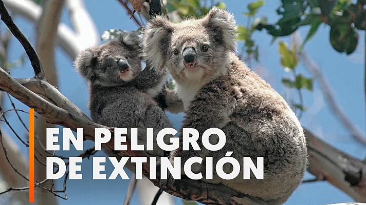 Modo Digital - Australia declara a los koalas en peligro de extinción