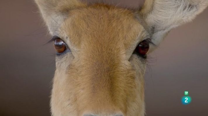 Som Documentals - Zàmbia indòmita . Viure al límit