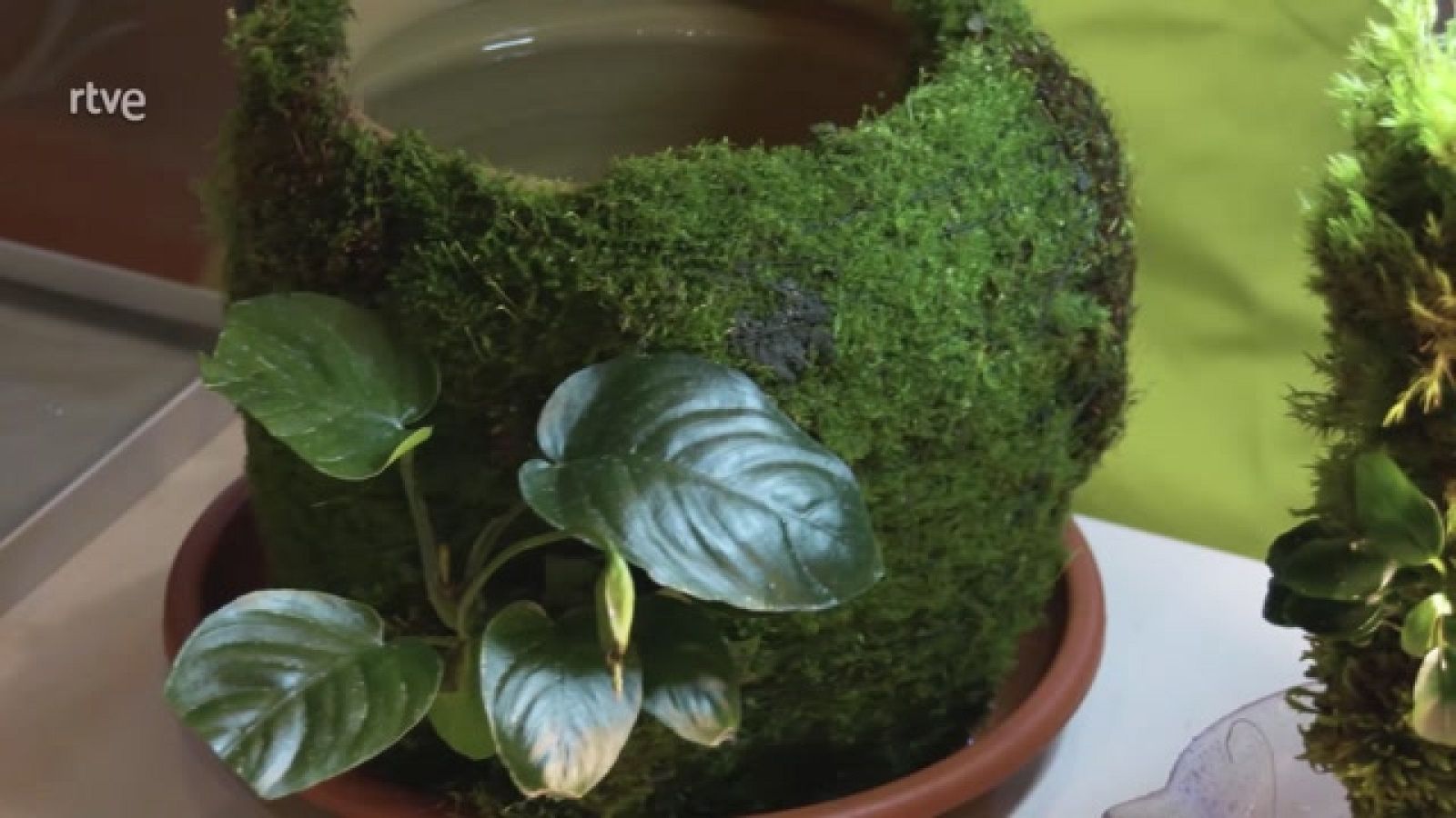 Aquí la Tierra - Cómo crear musgo en casa