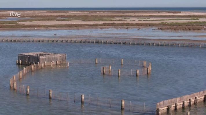 Aquí la Tierra - Encañizadas, un sistema de pesca árabe