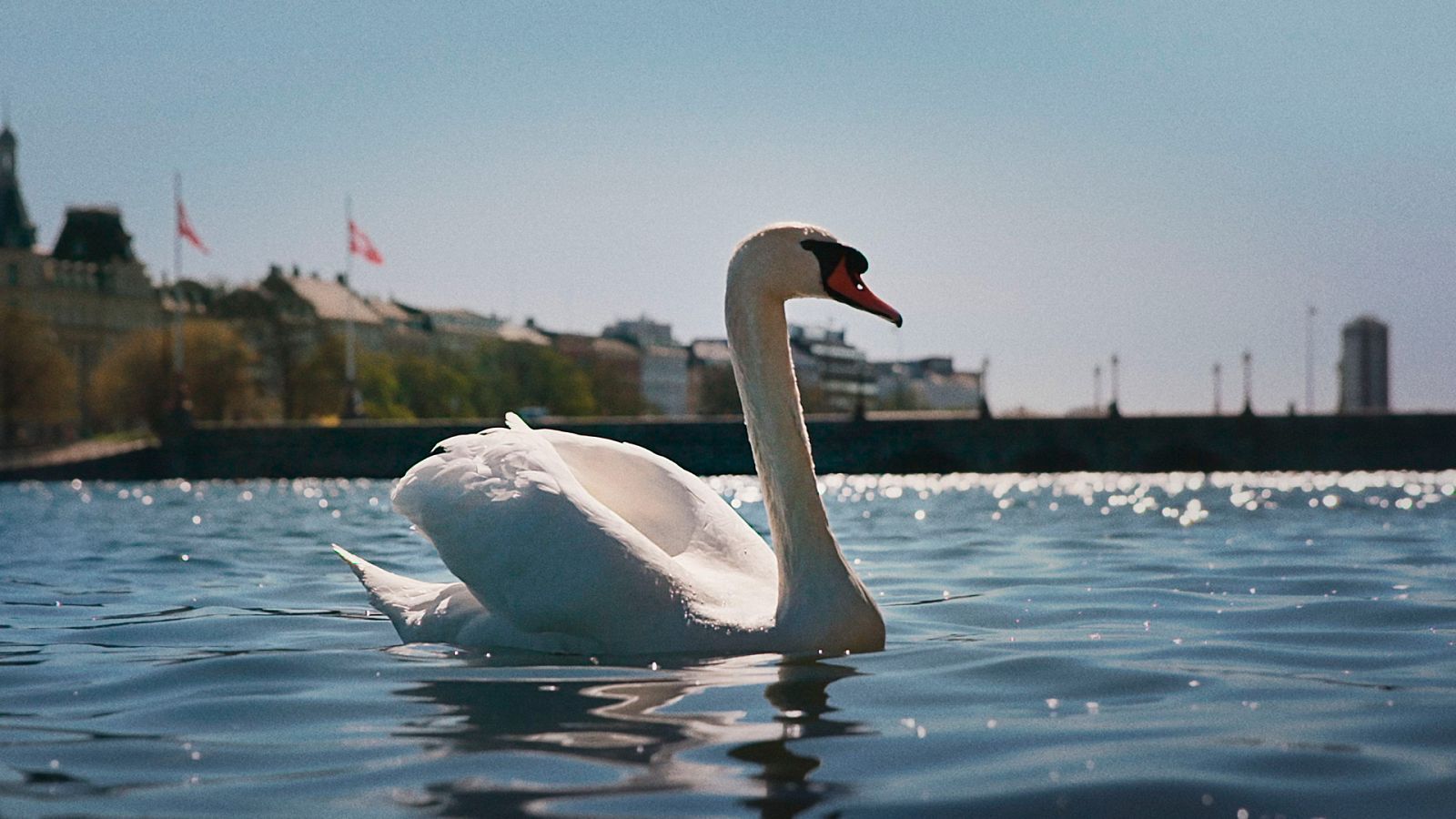 Dinamarca salvaje y maravillosa - Episodio 5: La ciudad - ver ahora