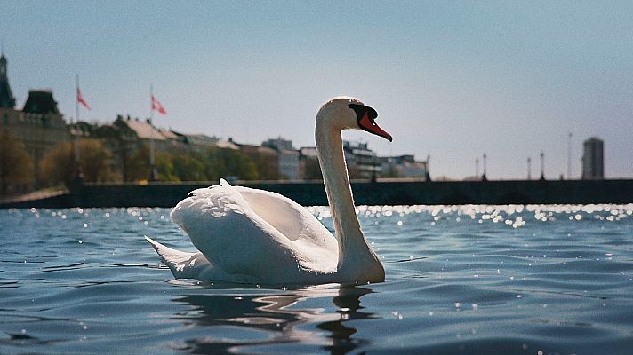 Dinamarca salvaje y maravillosa - La ciudad