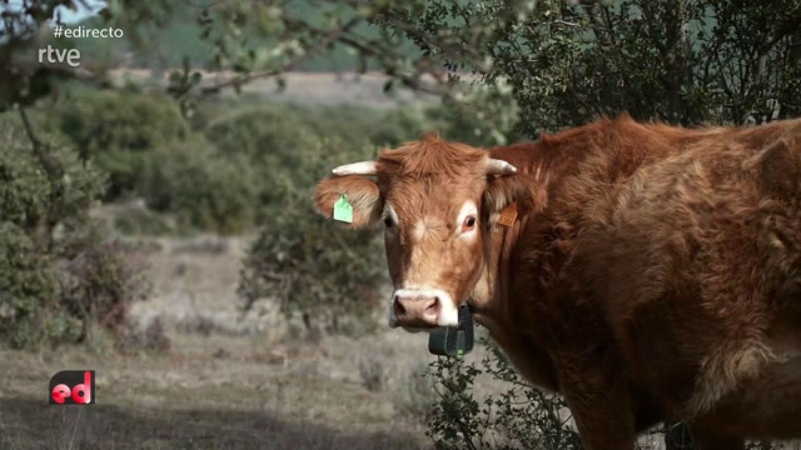 España Directo - Vallas virtuales para el ganado