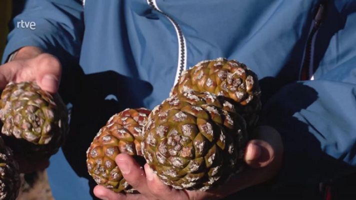 Aquí la Tierra - La piña piñonera