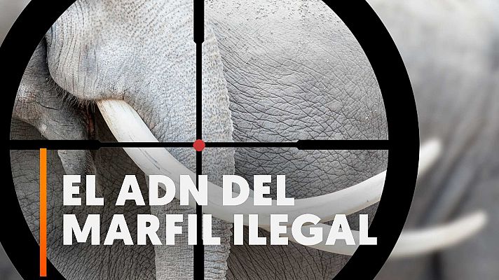 Modo Digital - Estudian el ADN del marfil del comercio ilegal para encontrar redes de tráfico