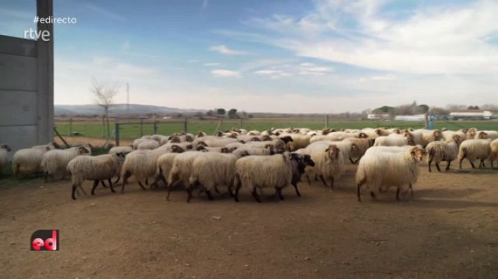 España Directo - Protegiendo las ovejas autóctonas madrileña