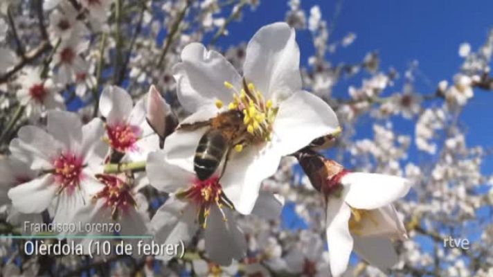  - Els ametllers florits s'escampen pel territori