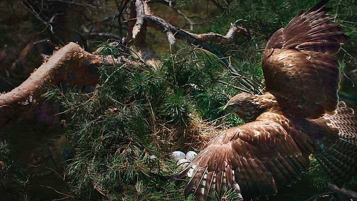 Dinamarca salvaje y maravillosa - El mar y la costa