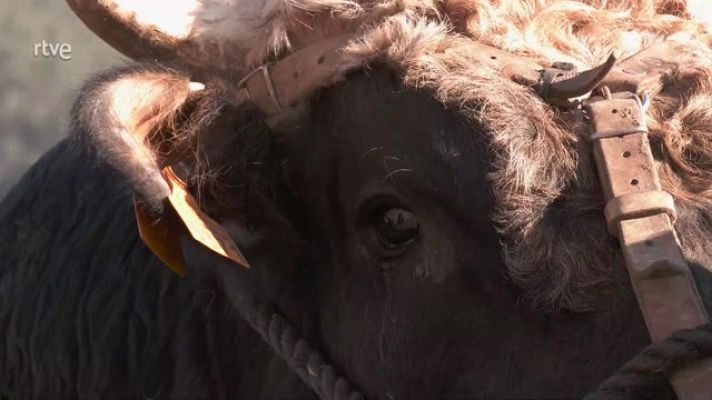 Aquí la Tierra - Miss Ternera Asturiana, una vaca muy autóctona