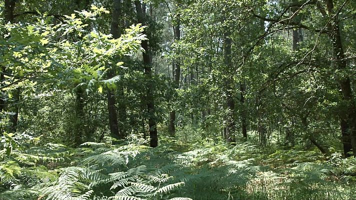 El bosque protector - Bosques por el mundo, las Landas