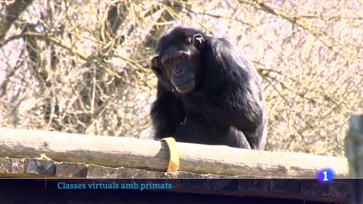 L'Informatiu - Projecte Mona: una excursió virtual per conéixer els primats