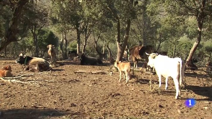 L'Informatiu - Una raça de vaca autòctona en perill d'extinció