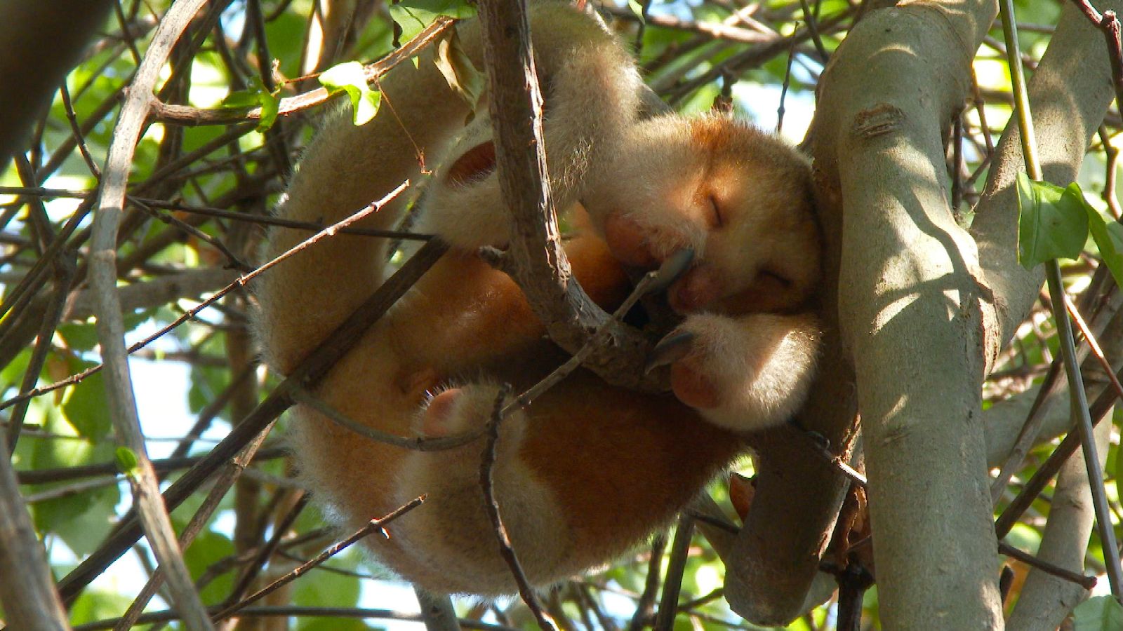 Somos documentales - Una bola de pelusa, el hormiguero sedoso de Brasil - ver ahora