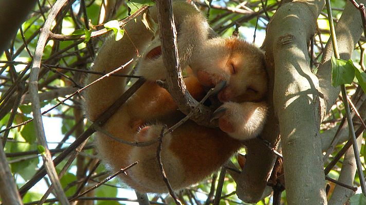 Somos Documentales - Una bola de pelusa, el hormiguero sedoso de Brasil