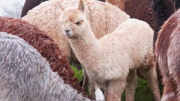 Aquí la Tierra - Alpacas donostiarras, felices en su casa