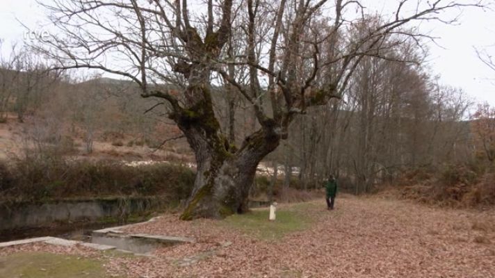 Aquí la Tierra - El roble, un súper árbol medicinal