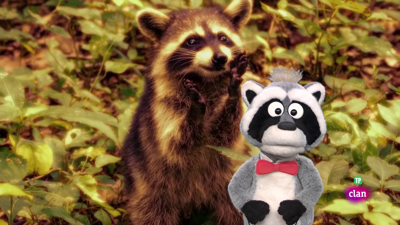 'Está mapachando' - Animales, oficios y más - Aprendemos en Clan | Ver