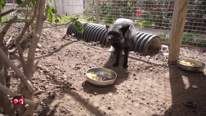 España Directo - Una segunda vida para animales exóticos