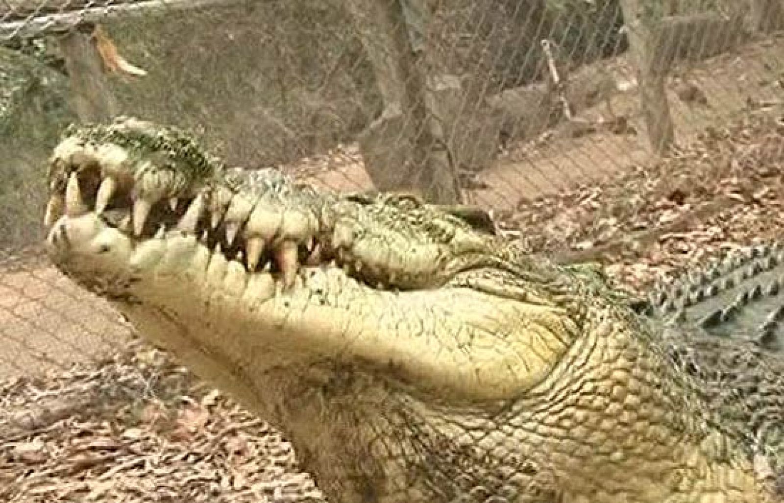 Un cocodrilo ataca a un guarda de una reserva | Ver