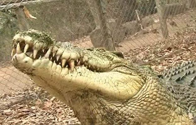  - Ataque de cocodrilo en Australia
