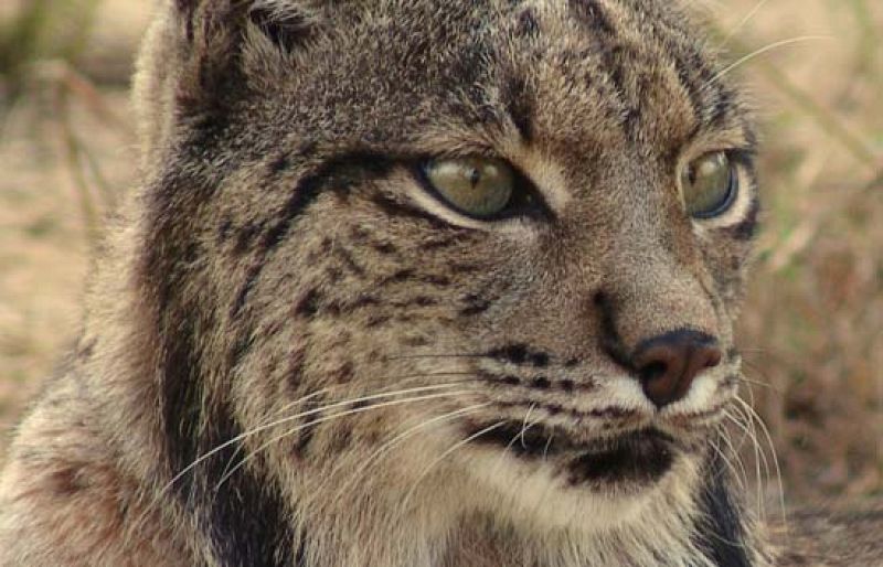 Cierta esperanza para el lince ibérico, el felino más amenazado del planeta | Ver