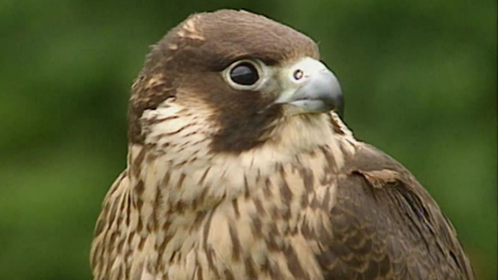 Jara y sedal - Cetrería de bajo vuelo - ver ahora