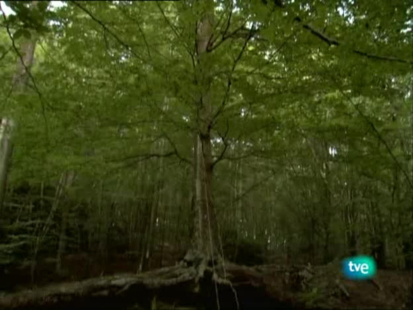 Metrópolis - Nuevas apuestas visuales: Saatchi y Saatchi 2009 - Metrópolis | Ver