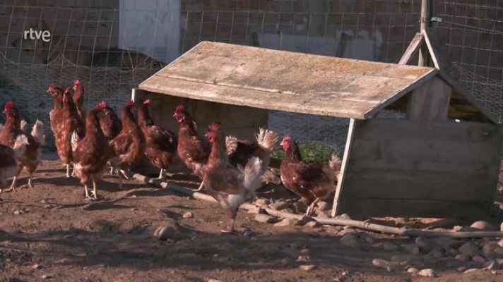 Aquí la Tierra - La cosa va de gallinas camperas