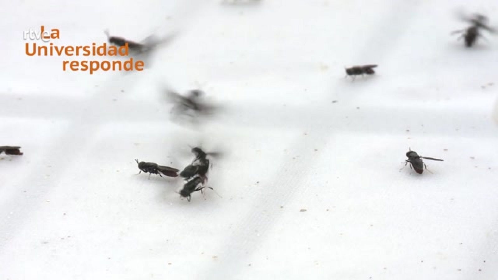 La aventura del saber - ¿Para qué sirve una mosca? - ver ahora