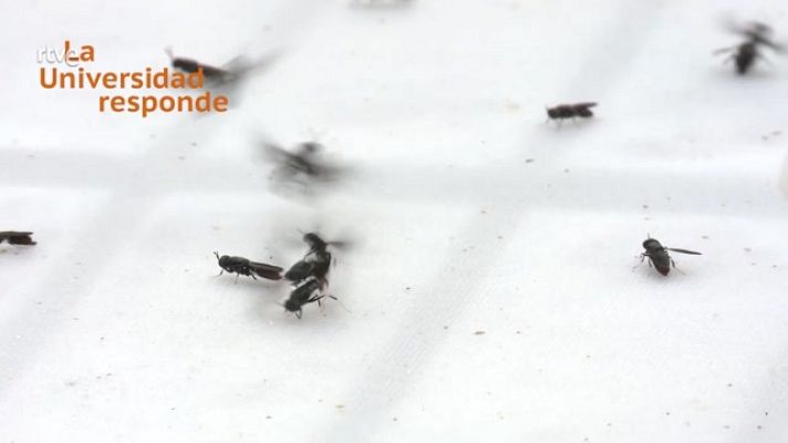 La aventura del Saber - ¿Para qué sirve una mosca?